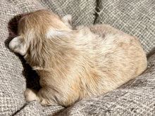 Load image into Gallery viewer, “Mocha” - Isabella Fluffy French Bulldog, Female [CLAIMED]