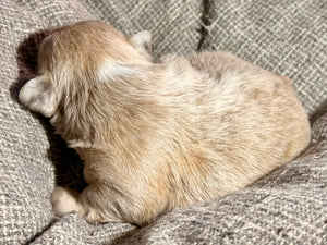 “Mocha” - Isabella Fluffy French Bulldog, Female [CLAIMED]