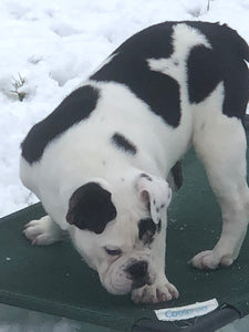 Bob - Male English Bulldog Puppy