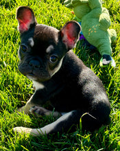 Load image into Gallery viewer, Mary - Female French Bulldog Puppy (HOLDING)