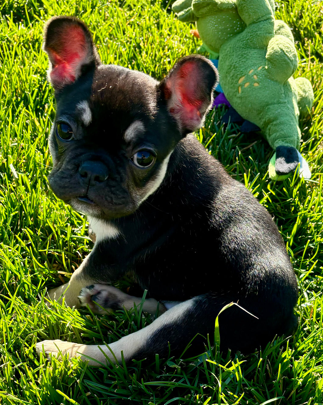 Mary - Female French Bulldog Puppy (HOLDING)