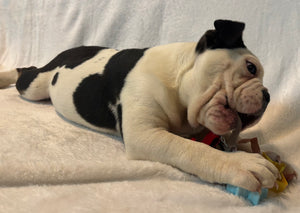 Bob - Male English Bulldog Puppy