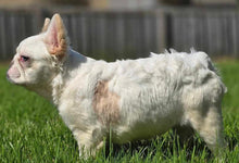 Load image into Gallery viewer, Macadamia - French Bulldog Sub-Adult Fluffy Female ( &gt;1 Year Old )