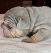 Load image into Gallery viewer, Lilac &amp; Tan Velvet Big Rope Female French Bulldog Puppy [AVAILABLE]