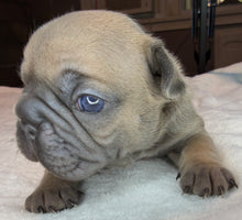 Load image into Gallery viewer, Fawn Big Rope Female French Bulldog Puppy [AVAILABLE]
