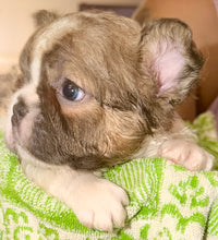 Load image into Gallery viewer, “Pandora” Female Fluffy Panda Pied French Bulldog [HOLDING]