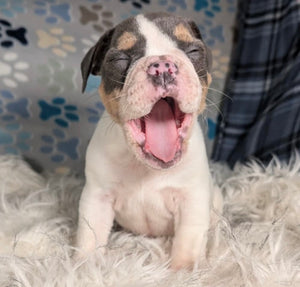 Tina - Female English Bulldog Puppy