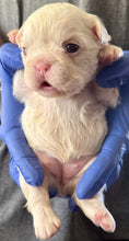 Load image into Gallery viewer, “Muffin” Female High White Merle Pied French Bulldog [HOLDING]