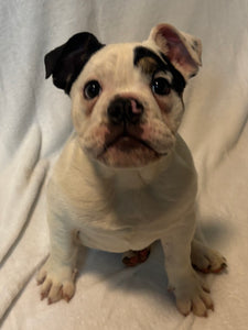 Bob - Male English Bulldog Puppy