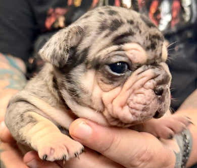“Quill” Velvet Merle & Tan Big Rope Frenchie - Male [CLAIMED]