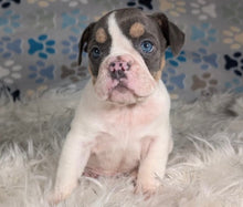 Load image into Gallery viewer, Tina - Female English Bulldog Puppy