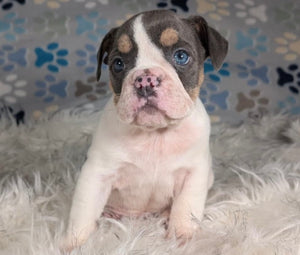 Tina - Female English Bulldog Puppy