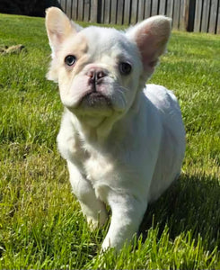 Macadamia - French Bulldog Sub-Adult Fluffy Female ( >1 Year Old )