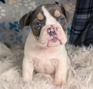 Tina - Female English Bulldog Puppy