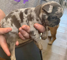 Load image into Gallery viewer, “Sage” - Female Merle &amp; Tan French Bulldog [CLAIMED]