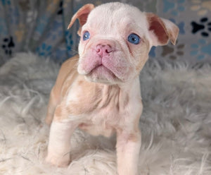 Louise - Female English Bulldog Puppy (HOLDING)