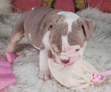 Load image into Gallery viewer, &quot;Desmond&quot; Male English Bulldog