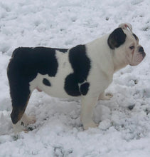 Load image into Gallery viewer, Bob - Male English Bulldog Puppy