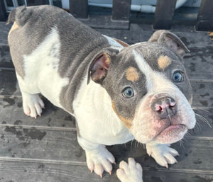 Tina - Female English Bulldog Puppy [CLAIMED]