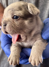 Load image into Gallery viewer, “Strudel” Female Merle French Bulldog [AVAILABLE]