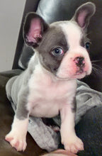 Load image into Gallery viewer, “Husky” French Bulldog Female
