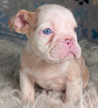 Load image into Gallery viewer, Louise - Female English Bulldog Puppy (HOLDING)