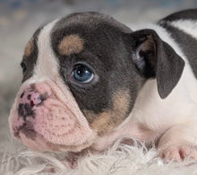 Load image into Gallery viewer, Tina - Female English Bulldog Puppy