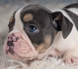 Tina - Female English Bulldog Puppy