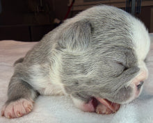 Load image into Gallery viewer, Blue Panda Pied Female French Bulldog Puppy [CLAIMED]