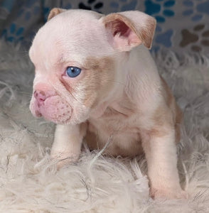 Louise - Female English Bulldog Puppy (HOLDING)