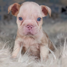 Load image into Gallery viewer, Louise - Female English Bulldog Puppy (HOLDING)