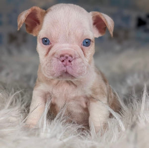 Louise - Female English Bulldog Puppy (HOLDING)