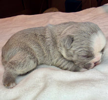 Load image into Gallery viewer, Blue Panda Pied Female French Bulldog Puppy [CLAIMED]
