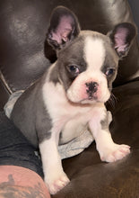 Load image into Gallery viewer, “Husky” French Bulldog Female