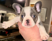 Load image into Gallery viewer, “Husky” French Bulldog Female