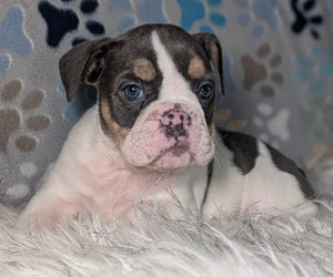 Tina - Female English Bulldog Puppy