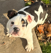 Load image into Gallery viewer, Bob - Male English Bulldog Puppy