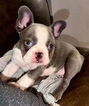 Load image into Gallery viewer, “Husky” French Bulldog Female