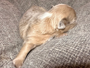 “Mocha” - Isabella Fluffy French Bulldog, Female [CLAIMED]