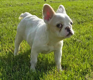 Macadamia - French Bulldog Sub-Adult Fluffy Female ( >1 Year Old )