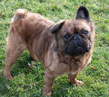 Load image into Gallery viewer, Samsquanch - Red Fawn Fluffy French Bulldog, 4yo Male