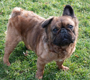 Samsquanch - Red Fawn Fluffy French Bulldog, 4yo Male