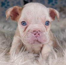 Load image into Gallery viewer, Louise - Female English Bulldog Puppy (HOLDING)