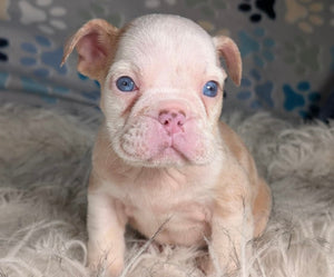 Louise - Female English Bulldog Puppy (HOLDING)