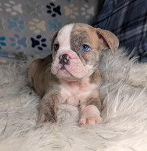 Load image into Gallery viewer, Linda - Female English Bulldog Puppy