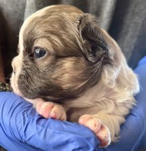 Load image into Gallery viewer, “Pandora” Female Fluffy Panda Pied French Bulldog [HOLDING]