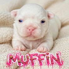 Load image into Gallery viewer, “Muffin” Female High White Merle Pied French Bulldog [HOLDING]