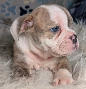 Linda - Female English Bulldog Puppy