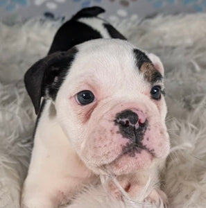 Bob - Male English Bulldog Puppy