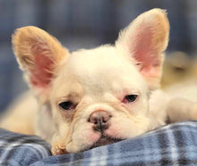 Load image into Gallery viewer, Macadamia - French Bulldog Sub-Adult Fluffy Female ( &gt;1 Year Old )